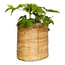 Afbeelding in Gallery-weergave laden, Vintage Italiaanse mand of plantenbak van bamboe en messing, Italië 1970s