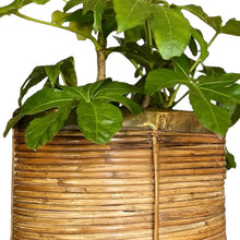 Afbeelding in Gallery-weergave laden, Vintage Italiaanse mand of plantenbak van bamboe en messing, Italië 1970s